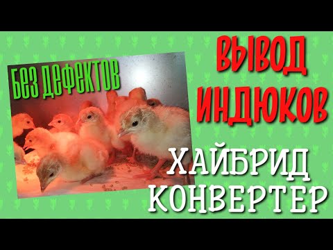 Видео: ИНКУБАЦИЯ ИНДЮКОВ ХАЙБРИД КОНВЕРТЕР - ВСЕГДА ПОЛУЧАЕТСЯ ✌️ и никаких пелёнок❗