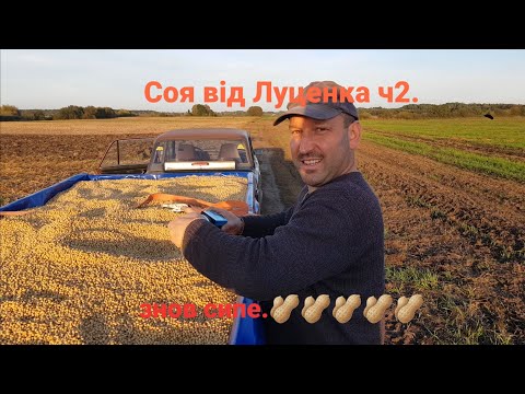 Видео: Соя від Луценка частина друга,що сипне❓