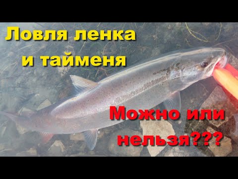 Видео: Все о ловле ленка и тайменя. Можно или нельзя ловить ленка и тайменя??? (правила рыболовства)