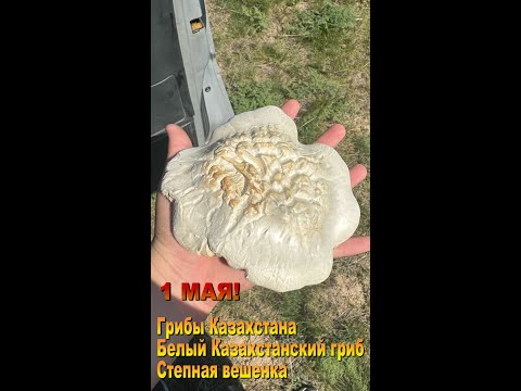 Видео: Грибной сезон продолжается! Белый-казахстанский гриб в Талдыкоргане 01.05.25