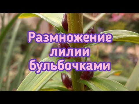 Видео: Размножение лилии бульбочками