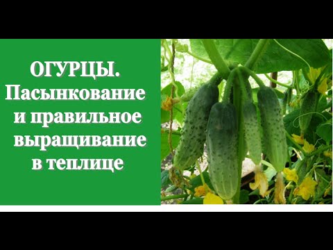 Видео: ОГУРЦЫ. Пасынкование и правильное выращивание