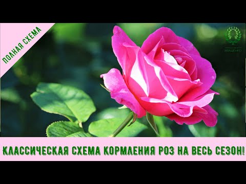 Видео: Классическая схема кормления роз на весь сезон! Питомник 🌹 и 🌲 Е. Иващенко