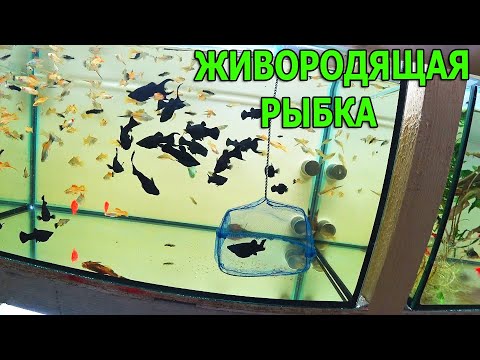 Видео: Живородящая рыбка ждать не будет