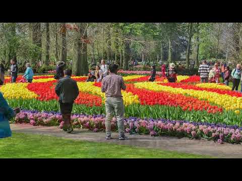 Видео: Кьокенхоф   Keukenhof