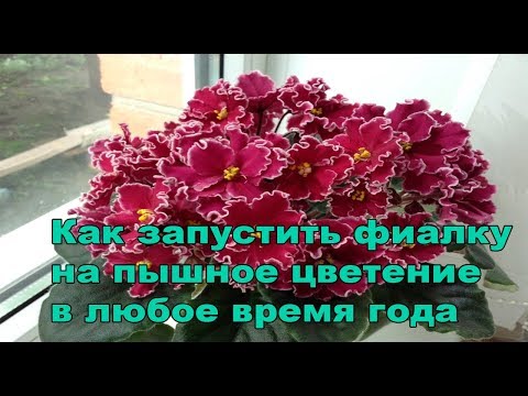 Видео: Пышное цветение фиалок.Как запустить фиалку на пышное цветение