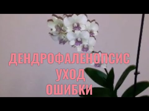 Видео: #ОРХИДЕИ Дендробиум фаленопсис.  УХОД. ОШИБКИ.