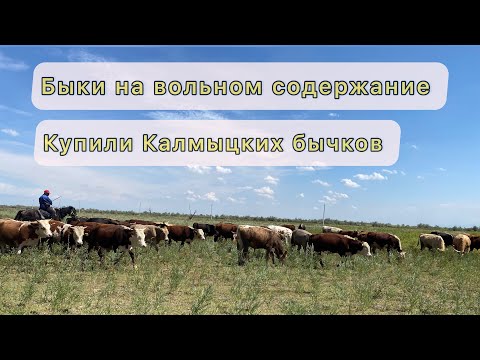 Видео: Откорм бычков , Быки на вольном содержание 5 месяцев, показываю Калмыцких бычков.