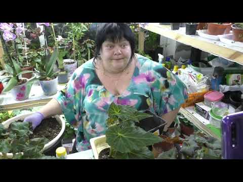 Видео: разбираю черенки разных бегоний в  прямом эфире. часть 1