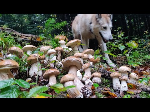 Видео: БІЛІ ГРИБИ ростуть ВЕЛИКИМИ групами! 🍄🍄🍄 Урожай грибів ВРАЖАЄ  - 🔥🔥🔥 ледве приніс!