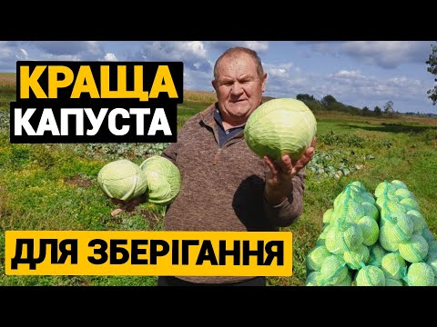Видео: Найкраща капуста для довгого зберігання та квашення. Саджаю тепер тільки цю капусту