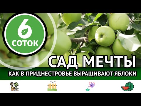 Видео: Сад мечты. Как в Приднестровье выращивают яблоки. 6 соток 07.10.2024