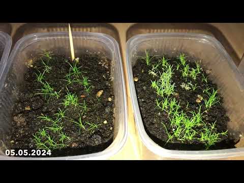 Видео: Мшанка из семян. Четвертый месяц после посева