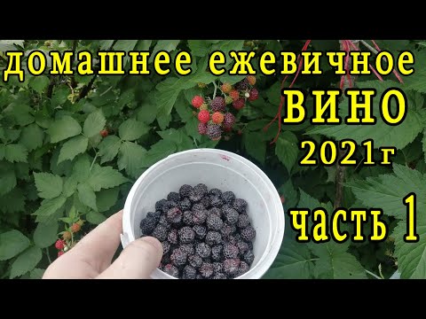 Видео: домашнее ежевичное вино  часть1 дрожжи лалвин