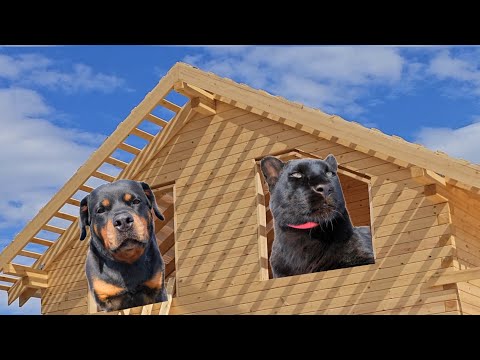 Видео: Пантера Луна проводит экскурсию по новому дому 🏠 🐈‍⬛