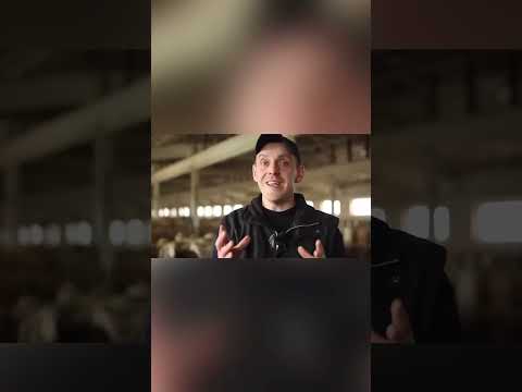 Видео: Проглистовка овец