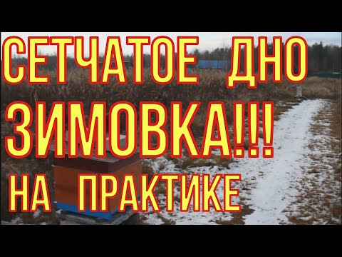 Видео: Зимовка пчёл на сетчатом дне. Практическое применение.