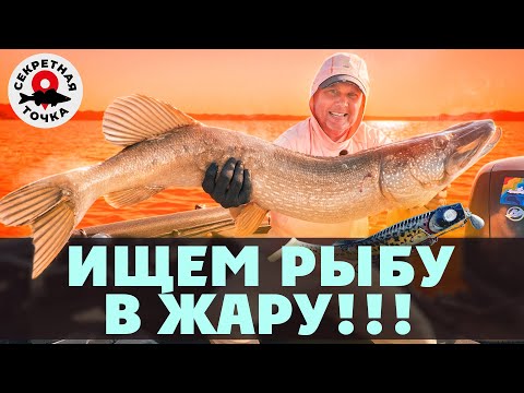 Видео: НАПОРОЛИ ЩУК. ЖАРА. ИЮЛЬ | Ищем рыбу в пекло | Секретная точка | 4 серия
