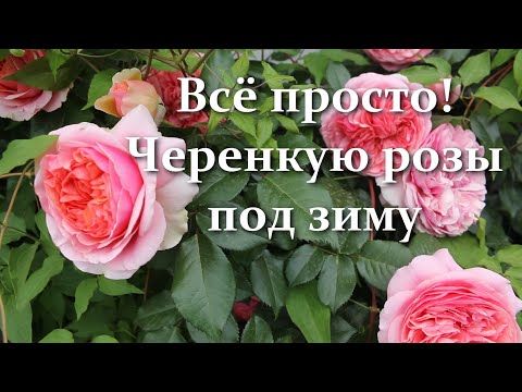 Видео: Вот как нужно черенковать розы осенью! Вам захочется повторить и в ноябре, и под зиму