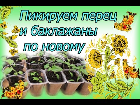 Видео: Рассада  перца и баклажан  . Пикировка по новому .