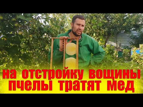 Видео: Если не ставить вощину пчелам что будет? Сколько пчелы тратят меда для выделения 1 кг воска