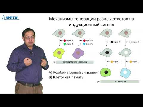 Видео: Лекция 8.  Развитие многоклеточных организмов. Трофимов В.В. МФТИ (2021)