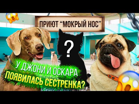 Видео: У ОСКАРА И ДЖОНИ ПОЯВИЛАСЬ СЕСТРЕНКА? 😍