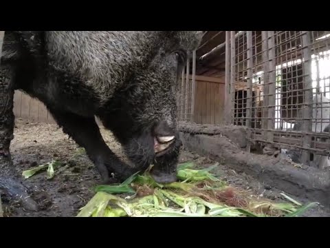 Видео: Фунтик чистит кукурузу!!!!!