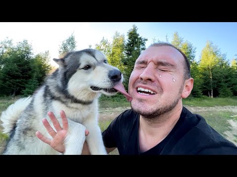 Видео: Забыли Закрыть Дверь! СОБАКИ СБЕЖАЛИ ИЗ ДОМА