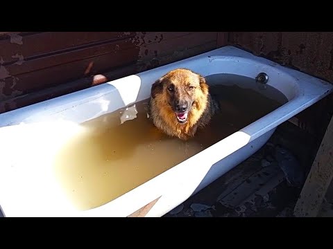 Видео: Бесячая краска и умиротворяющие собачки! Обращение Бумочки к Друзьям! Строим приют, часть 2!