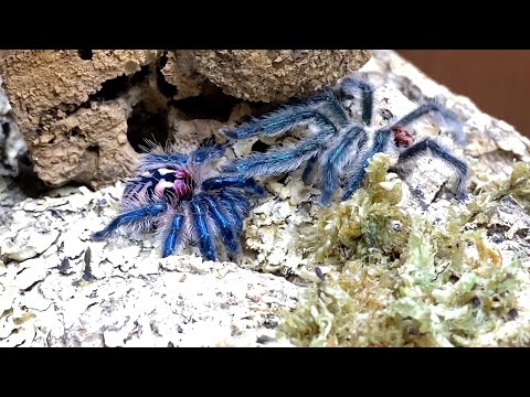 Видео: Разведение T. seladonia, бразильских драгоценностей