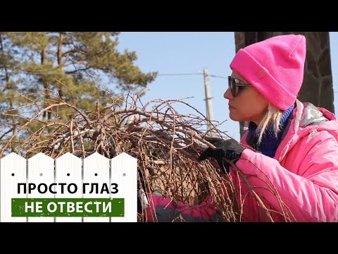 Видео: Обрежь лиственницу правильно! Весенняя формирующая обрезка лиственницы - залог красивого дерева