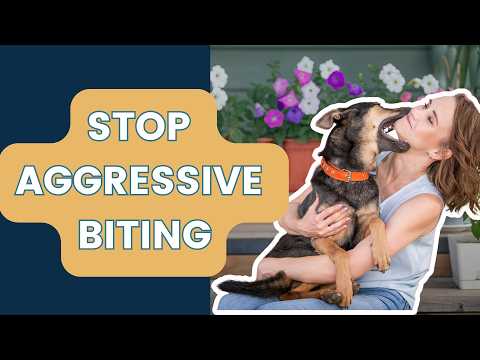 Видео: Как быстро остановить агрессивное поведение щенка: проверенные советы, которые вам нужно знать