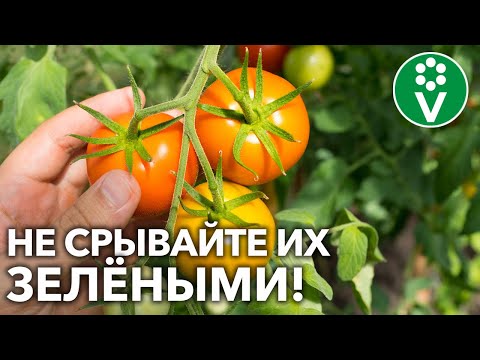 Видео: УВЕРЕНЫ, ЧТО СОБИРАЕТЕ ПЛОДЫ ТОМАТОВ ПРАВИЛЬНО?! Стадии спелости и лучшие способы дозаривания