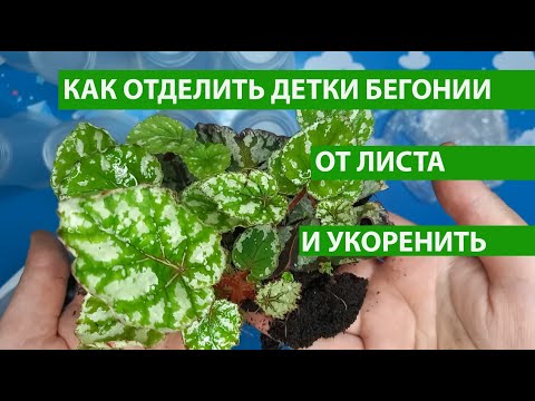Видео: Как отделить детки бегонии от листа и легко их укоренить, чтобы прижились