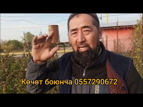 Видео: Ошто полька малинасын жетиштирген Байыш багбан.( Көчөт боюнча тел:0557290672)..