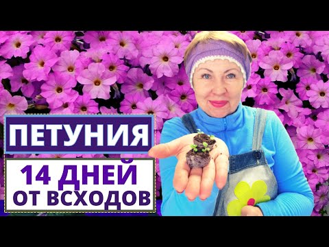 Видео: ПЕТУНИЯ 14 дней от всходов. Как не потерять нежные растения?