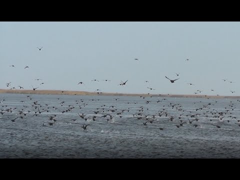 Видео: В поисках утки и гуся. Болотоход выручает. Охота на утку и гуся.