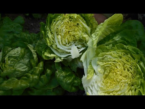 Видео: Как получить кочанный салат уже в начале лета