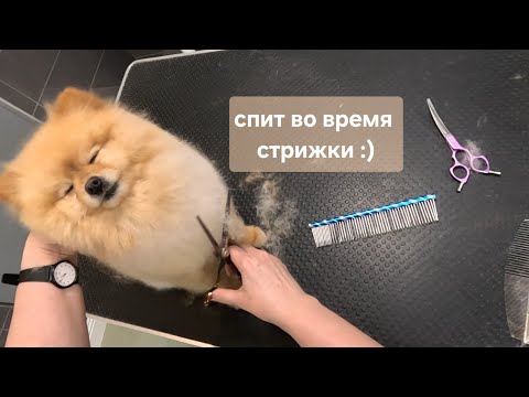 Видео: Стрижка засыпающего шпица)