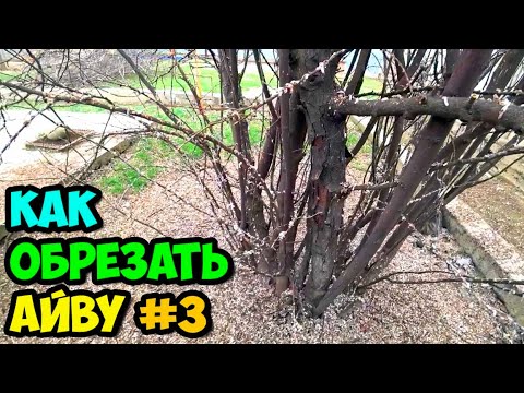 Видео: Как обрезать взрослый сильно загущенный куст айвы №3 || Удаляем старые стволы и осветляем крону
