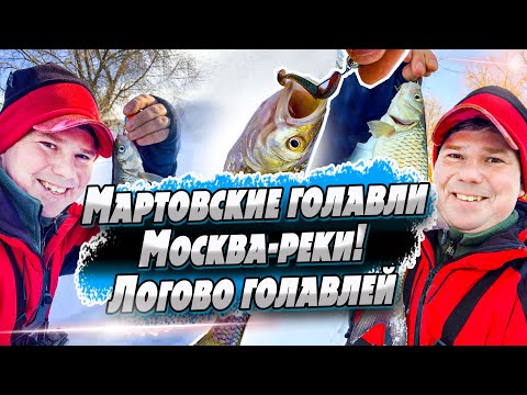 Видео: Нашел Логово Голавлей! | Рыбалка на спиннинг в марте | Белый хищник в марте