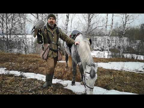 Видео: Азбука Соколиной Охоты.  Свистки