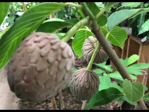 Видео: 🍍🍋Ананас, лимоны, апельсины, мандарины подрастают. Инжир, виноград спеет. Папайя цветет 9.09.25🍋🍍