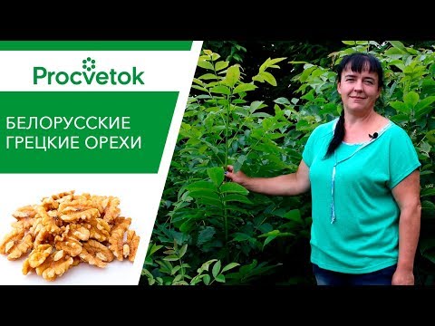 Видео: ГРЕЦКИЙ ОРЕХ НА ВАШЕМ УЧАСТКЕ? ЛЕГКО!