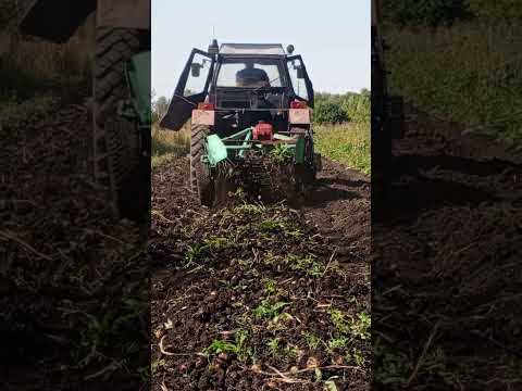 Видео: Уборка картофеля копалкой на две грядки.
