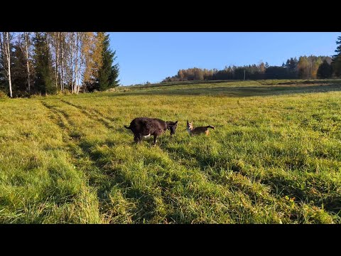 Видео: Начало октября в деревне.