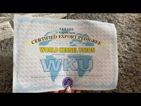 Видео: Родословная собаки, родословная ККУ, как выглядит?