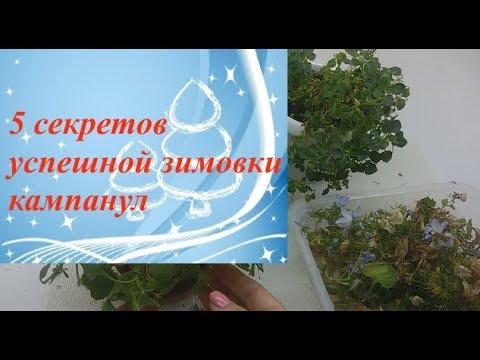 Видео: Кампанула: 5 секретов успешной зимовки