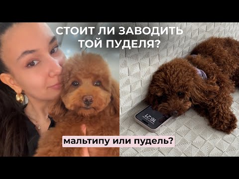 Видео: Что нужно знать перед тем, как заводить той пуделя? Той пудель или мальтипу?